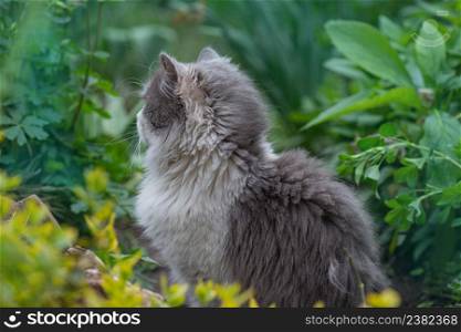 Cat in a spring colorful garden on a beautiful spring day. Kitten sitting in flowers. Cat sits in the garden of green lawn. Cat sits in the garden. Cat sits on bloom in the garden in early spring. Cat in the flowers. Cat sitting in nature