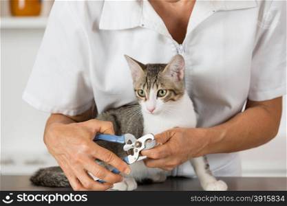 Cat in a veterinary clinic hairdresser cutting nails