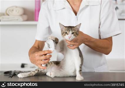 Cat in a veterinary clinic hairdresser doing beauty care