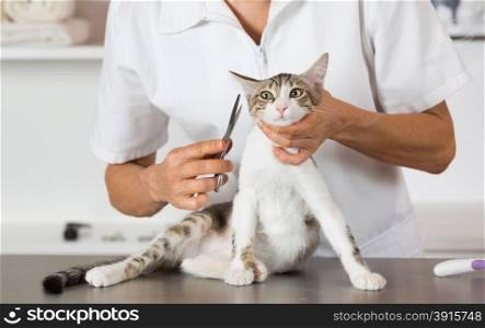 Cat in a veterinary clinic hairdresser doing beauty care