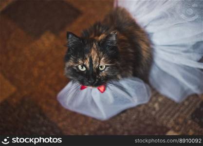 Cat in a white dress.. Cat in a wedding dress 2498.. Cat in a wedding dress 2498.