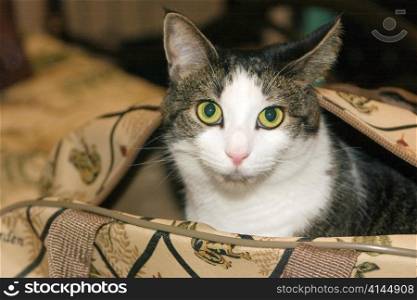 Cat in Bag