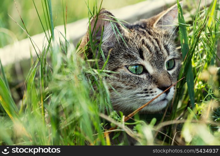 cat in basket