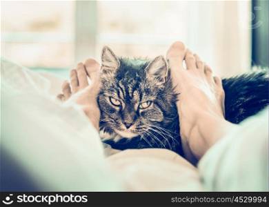 Cat in bed. Women's feet cuddle cat muzzle.