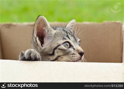 cat in cardboard box on green background