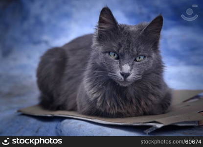 Cat in Chefchaouen, the blue city in the Morocco.. Chefchaouen, the blue city in the Morocco is a popular travel destination