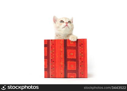 cat in gift box isolated on white background