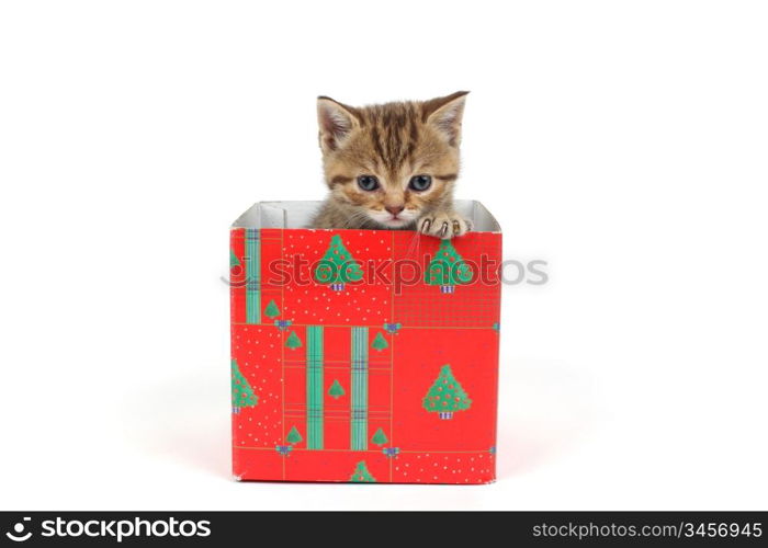 cat in gift box isolated on white background