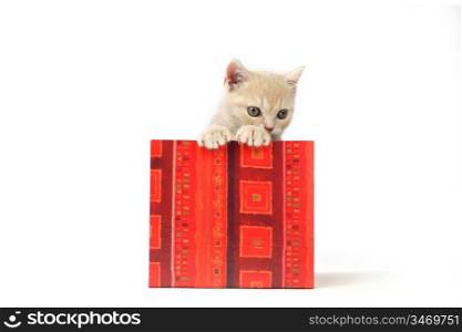 cat in gift box isolated on white background