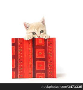 cat in gift box isolated on white background