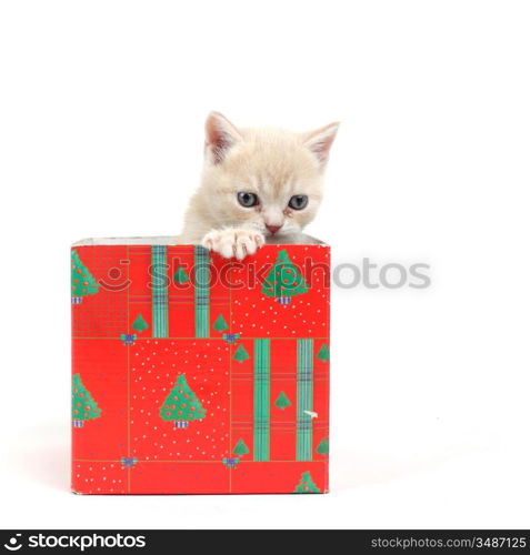 cat in gift box isolated on white background