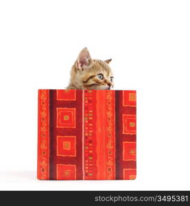 cat in gift box isolated on white background