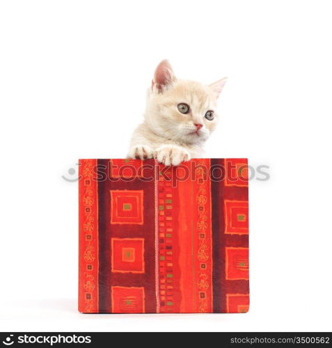 cat in gift box isolated on white background