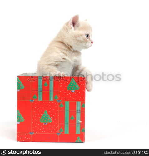 cat in gift box isolated on white background