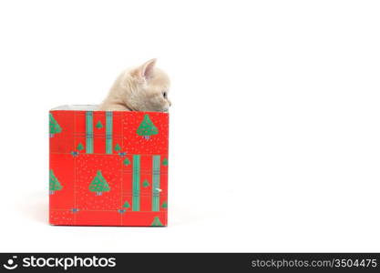 cat in gift box isolated on white background