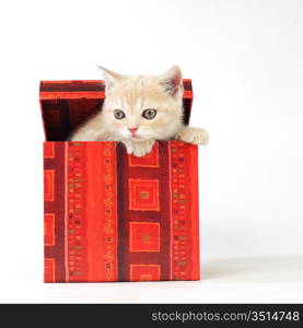 cat in gift box isolated on white background