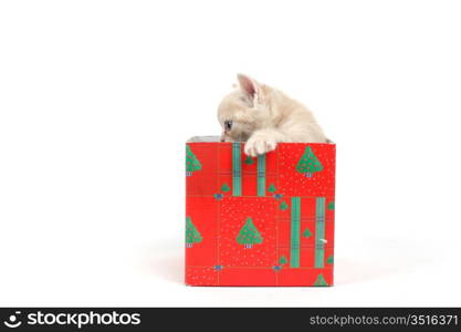 cat in gift box isolated on white background