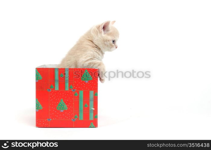 cat in gift box isolated on white background