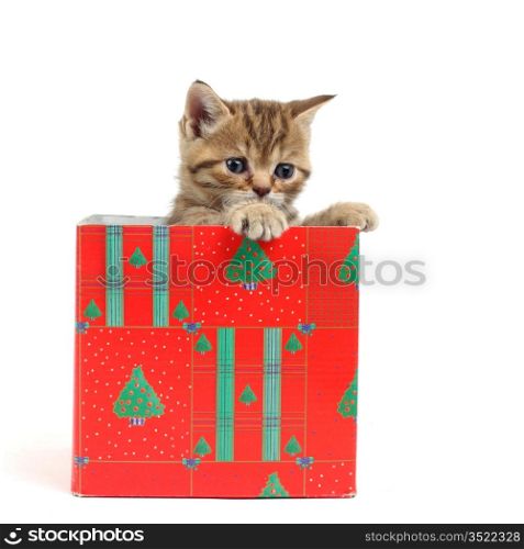 cat in gift box isolated on white background