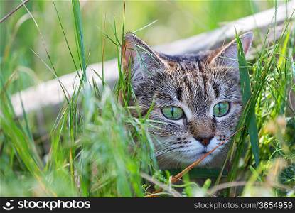 cat in grass