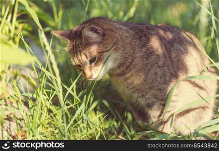 Cat in grass. Cat in the green grass