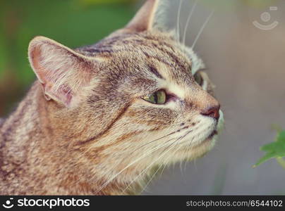 Cat in grass. Cat in the green grass