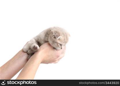 cat in hands isolated on white background