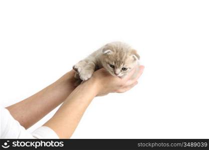 cat in hands isolated on white background