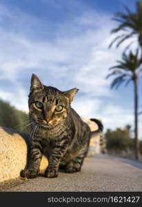 Cat in majorca beach