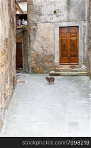 Cat in the Courtyard in the Historic Center City of Sorano in Italy