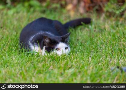 Cat in the green grass