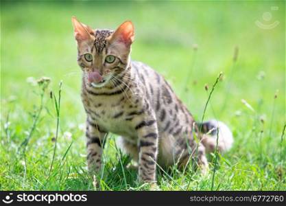 Cat in the Green Grass