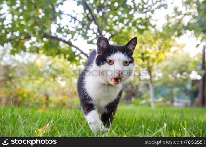 Cat in the green grass