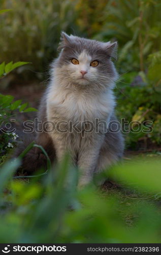 Cat in the green grass. Funny cat enjoying the magic of summer day. British kitten in colored flowers on nature.. Kitten in the garden. Closeup portrait fur cat. Cat in the grass