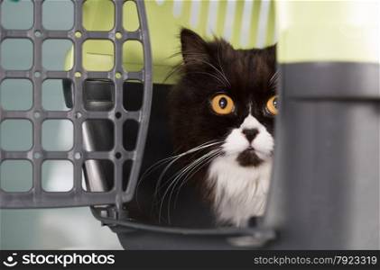 Cat in the transporter at a veterinary clinic