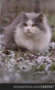 Cat in the winter park in the snow. Cat playing and walking in the snow in winter. Fluffy cat cowered with snow walking down the snowy street