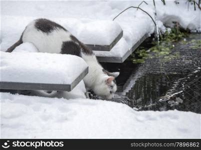 cat in winter garden drinking water