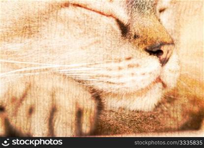 cat is sleeping deeply on its foot, textured effect.