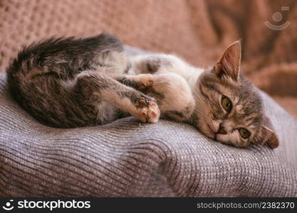 Cat is sleeping in the bed. Little cat is snuggled up in soft bed while trying to sleep.. Cosy sleeping cat on warm blanket. Beautiful kitten relaxing on warm sweater.