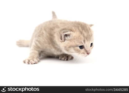 cat isolated on white background