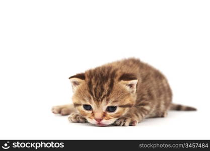 cat isolated on white background