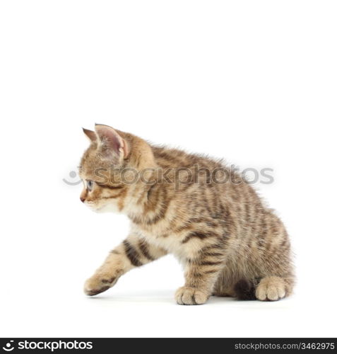 cat isolated on white background