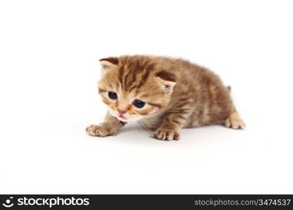 cat isolated on white background