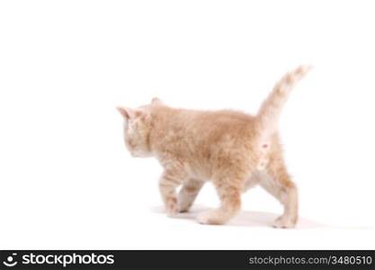 cat isolated on white background