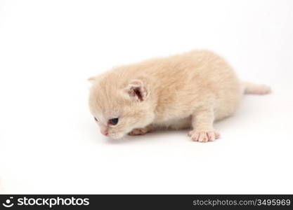 cat isolated on white background