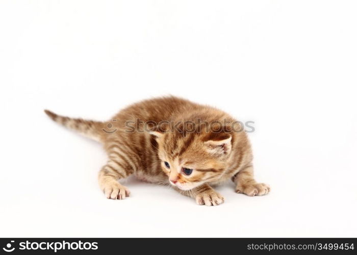 cat isolated on white background