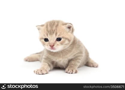 cat isolated on white background