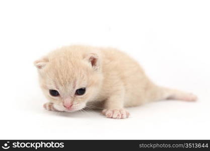 cat isolated on white background