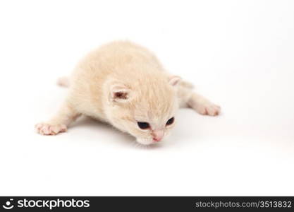 cat isolated on white background