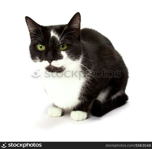 cat isolated on white background